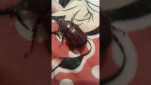 ЗАЛЕТЕЛ МАЙСКИЙ ЖУК!ВБЛИЗИ КАКОЙ ОН!☺