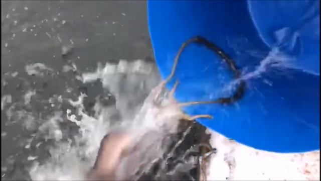 Запуск форели. Рыбалка. Савельево-2!