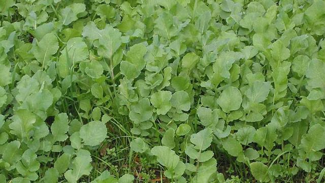 Редька масличная как сидерат, кормовая и медоносная культура
