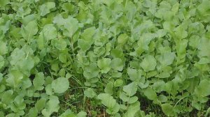 Редька масличная как сидерат, кормовая и медоносная культура
