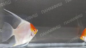 Скалярия красноглазая красная шапочка (Pterophyllum scalare)