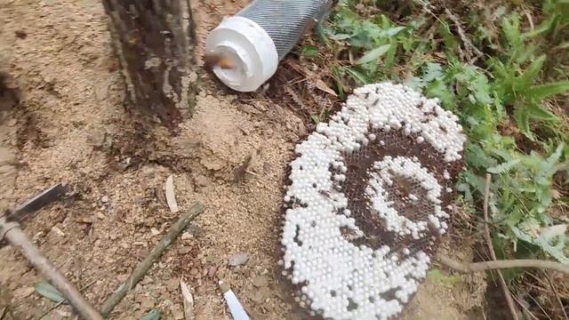 WASPS NEST REMOVAL,GIANT MURDER HORNET,ASIAN VESPA MANDARINIA,MASSIVE YELLOW JACKETS смотреть онлайн