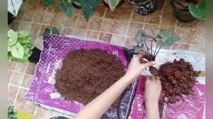 how to repot syngonium plant