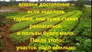 Зачем сеять горчицу на даче.