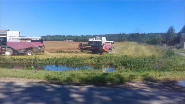 Уборка оз.рапса в Беларуси смотреть онлайн