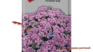 Агератум обыкновенная Розовый шар (rozovyy shar) ? обзор: как сажать, семена агератума Розовый шар