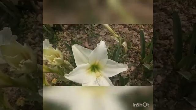 Lilium candidum, the Madonna lily is a plant in the true Lily family. смотреть онлайн