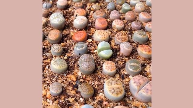 семена литопсов купить на алиэкспресс смотреть онлайн