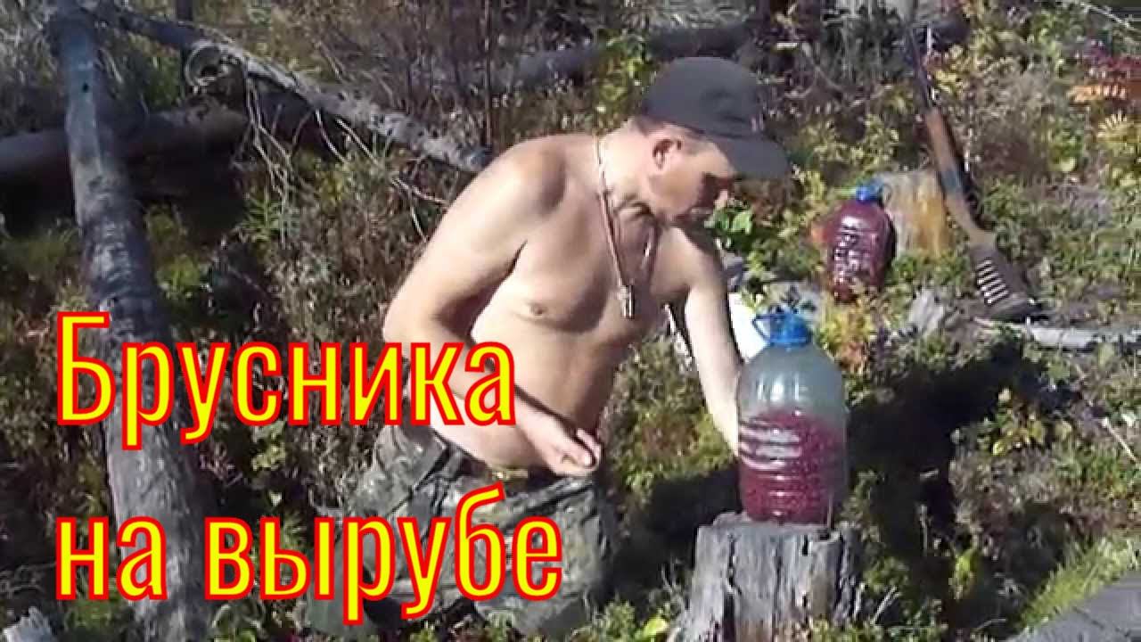 Брусника на вырубе ИЖ-94 север