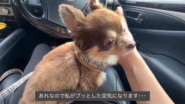 コストコ購入品で作るおうちごはん?和、洋、韓？な料理vlog смотреть онлайн