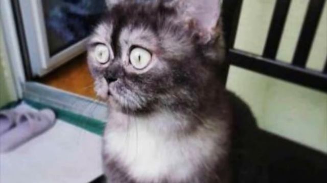 Кошечку никто не хотел брать из приюта из-за ее мордочки, только посмотрите что произошло потом смотреть онлайн