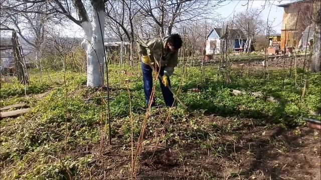 Первые саженцы на нашей даче за 200 000 руб