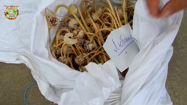 Когда и каким образом собирать семена чеснока?