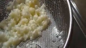молочно-кислый гриб.живая закваска для молока.вкусно!полезно!