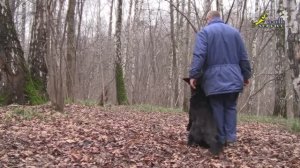 Дрессировка собак, теория дрессировки, опыты Торндайка