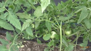 Как подвязывать помидоры в открытом грунте, если сорта низкорослые и без пасынкования.