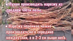 Памятка при нарезке чубуков винограда на зимнее хранение