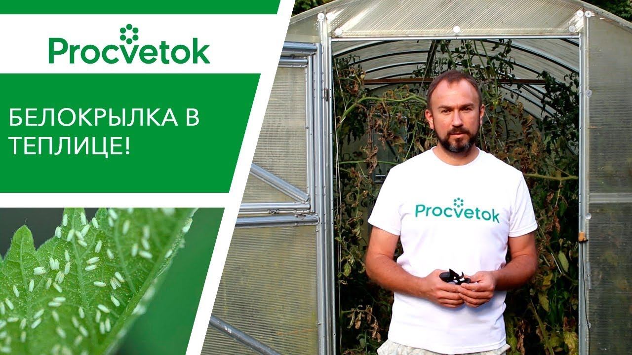 Обработка теплицы весной от белокрылки в теплице навсегда.