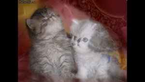 Котята персы! Персидские котята!
