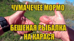 ЧУМАЧЕЧЕЕ МОРМО! Бешеная рыбалка на карася в мае.