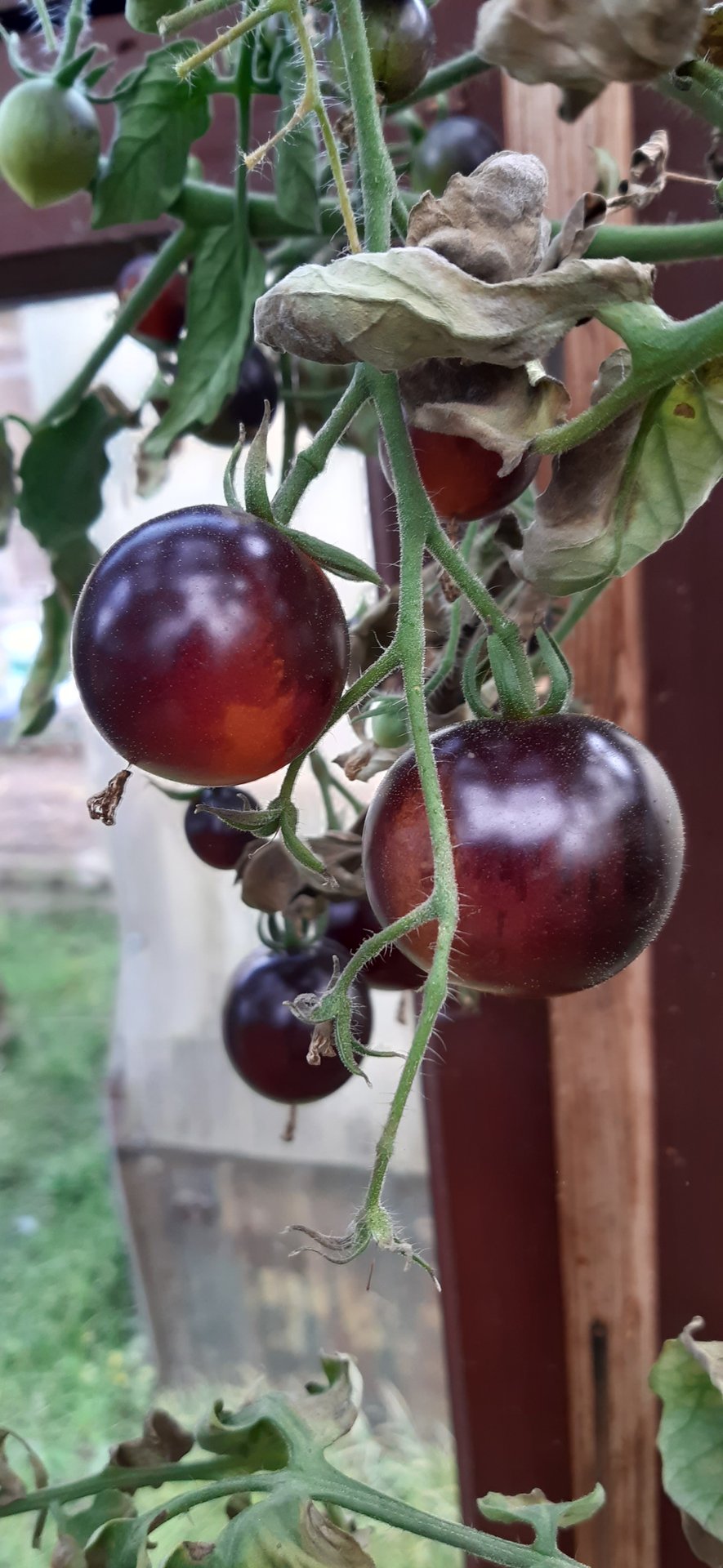 Правильная посадка томатов в теплицу.mp4 смотреть онлайн