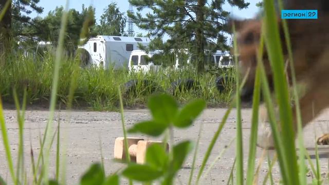 Собачья работа