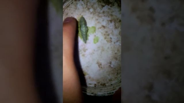 Гусеница капустницы окуклилась смотреть онлайн