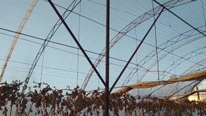 Арочная теплица под виноград Балаган для выращивания винограда