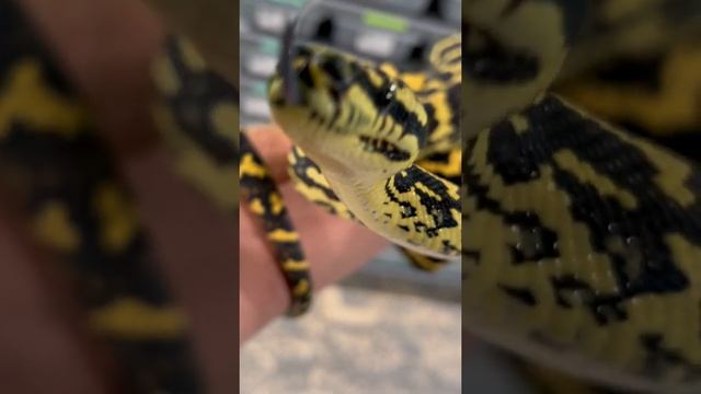 Jungle Carpet Female (Xena 3 years old)