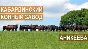 Лошади Кабардинской породы. Конный завод Аникеева.