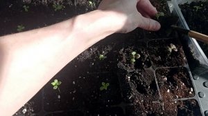 КОЛЕУС ПИКИРОВКА#колеус#колеуспикировка#колеусрассада#колеусизсемян#колеусвыращивание#