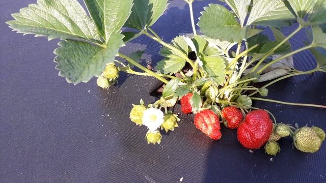 Королева Елизавета 2 - клубника, описание сорта (Российский ремонтантный сорт) смотреть онлайн