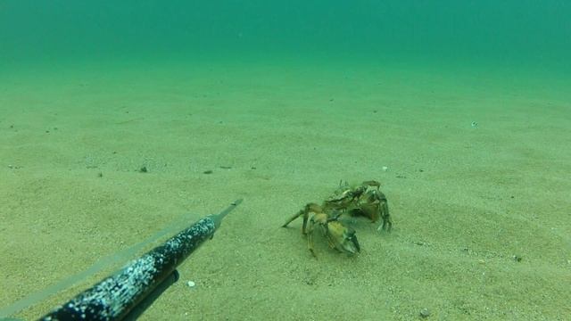 Травяной краб ноябрь 2012 GoPro Hero 2 смотреть онлайн