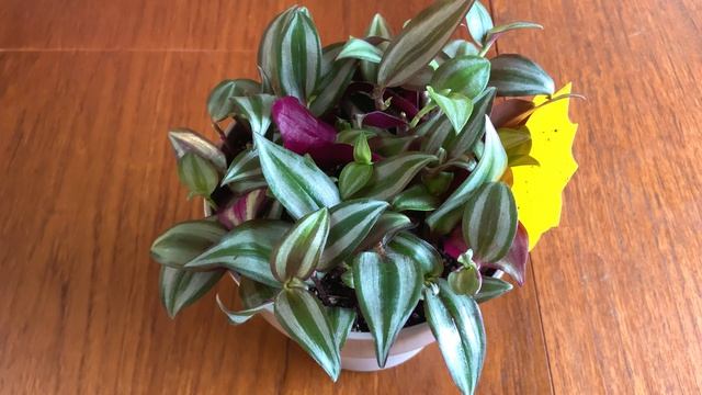 How To Grow A Bushy Tradescantia Like Mine! смотреть онлайн