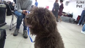 Испанская водяная собака на ilikepet. Особенности породы, уход