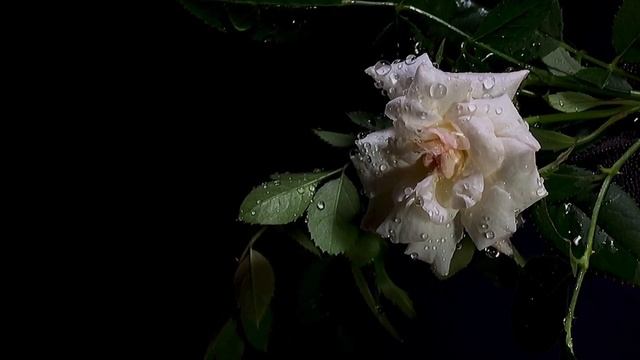 " Капали слезы".  "Tears were falling."