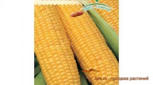 Кукуруза обыкновенный Золотой батам ? обзор: как сажать, семена кукурузы Золотой батам