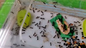 КРЕВЕТКА - ЛЮБИМОЕ ЛАКОМСТВО МУРАВЬЕВ!