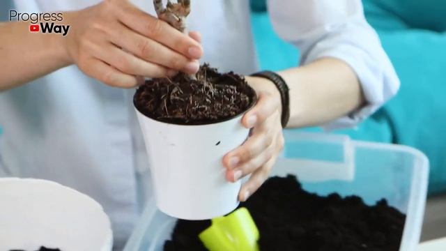 Гибнут Домашние Цветы И Растения?! Вот Главные Причины По Которым Они Погибают!! смотреть онлайн