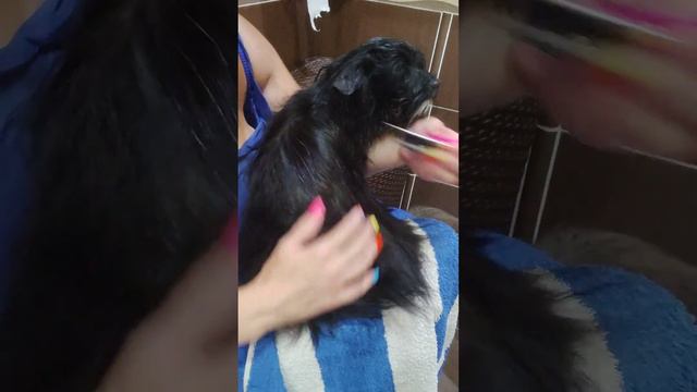 Шикарная девочка Йорк ,черный окрас.Доставка+79788972514 смотреть онлайн