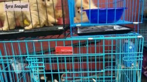 Манила. Уличная торговля #Филиппины#Манила