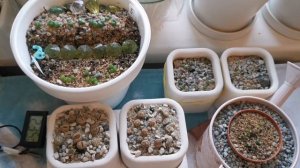 Мои ошибки. Литопсы, конофитумы, динтерантусы.