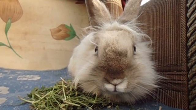 #деньживотных смотреть онлайн