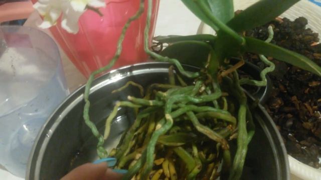 5,5 лет не пересаживала орхидею!Пересадка долго цветущей орхидеи часть 1-ая! смотреть онлайн