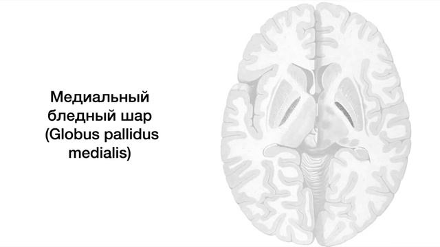 Базальные ядра - анатомия центральной нервной системы (ЦНС) смотреть онлайн