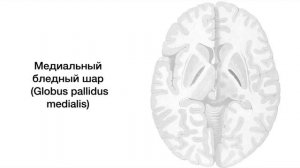 Базальные ядра - анатомия центральной нервной системы (ЦНС)