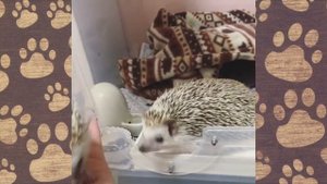 СМЕШНАЯ ОЗВУЧКА ЕЖИК Попик)) Приколы с ежиком. Видео про Ежика