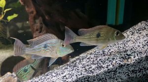 Geophagus Sveni | Care Guide & Species Profile