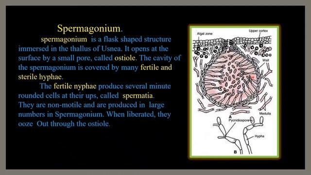 Morphology, Anatomy and Reproduction of Usnea/Lichen/Structure of Apothecium/for Biology students