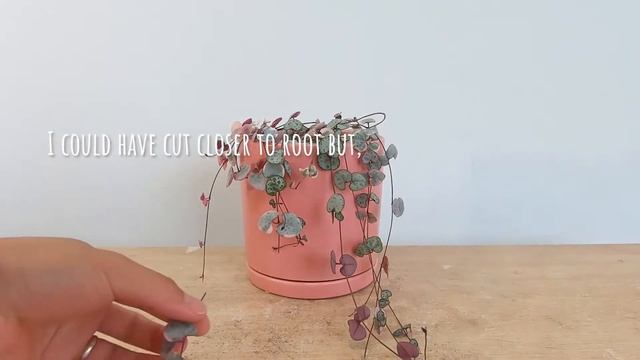 Plant Diary Trimming Ceropegia Woodii Variegata Chain of Hearts Care смотреть онлайн
